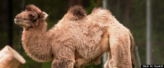 Baby Camel