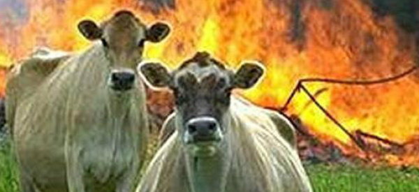 When Cows Turn Evil