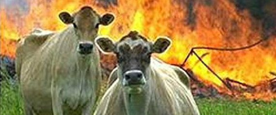 'evil Cows' Is Our New Favourite Meme (pictures)