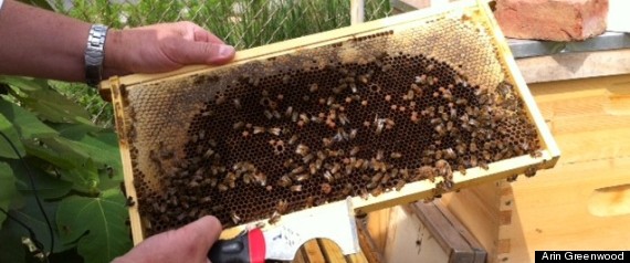 Honeybees