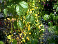 Nong Nooch Vine