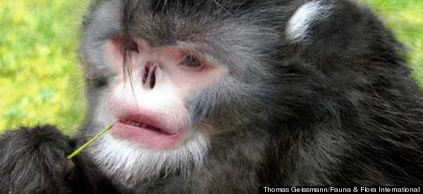 Tesla Home Battery >> Sneezing Monkey Added To New Species List Along With SpongeBob Mushroom, Tiny 'Devil' Worm Tesla Home Battery >> Sneezing Monkey Added To New Species List Along With SpongeBob Mushroom, Tiny 'Devil' Worm