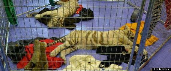 Tigers