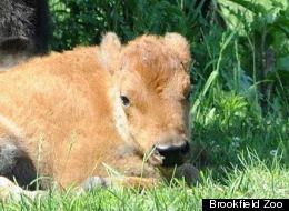 PHOTOS: Brookfield Zoo Welcomes Adorable New Baby