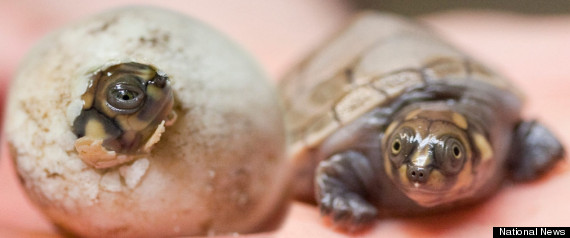 Babyturtle