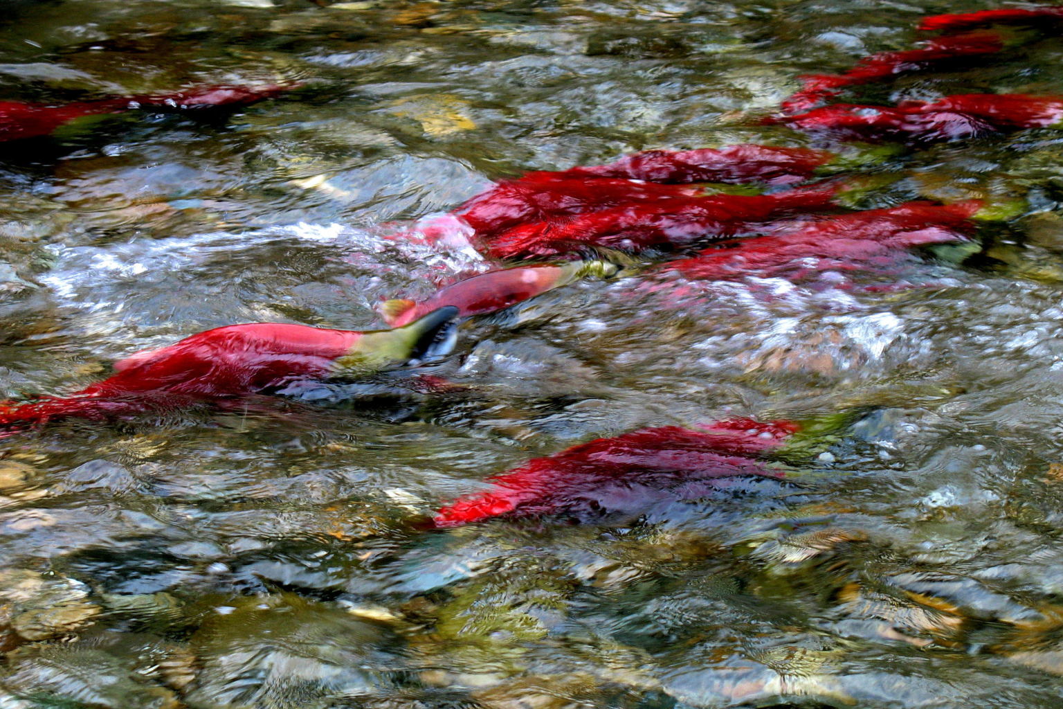 EPA Development Of Pebble Mine Project Could Be Devastating For The 37