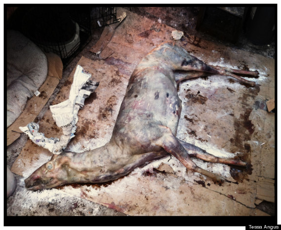 morgan skinned animal