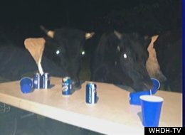 Beer Guzzling Cows