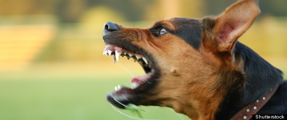 Aggressive Dog
