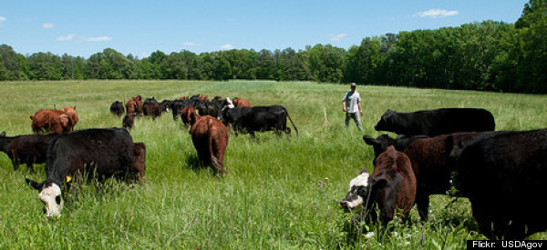 5 Ethical Reasons To Add Grass-Fed Beef To Your Diet
