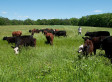 5 Ethical Reasons To Add Grass-Fed Beef To Your Diet