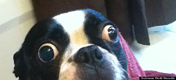SEEING IS BELIEVING: This Boston Terrier Has The World's Largest Dog Eyes