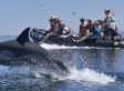 PHOTOS: A Wild Trip To The Sea Of Cortez