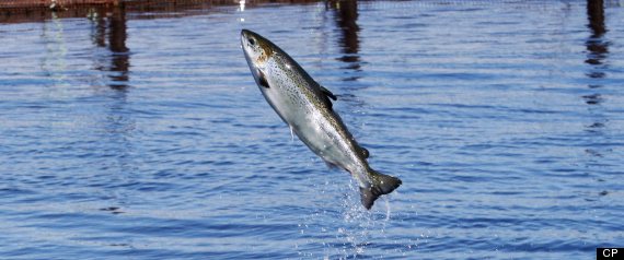 Bc Salmon Quarantine