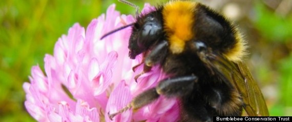 Shorthaired Bumblebee