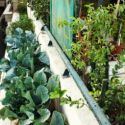 Your Guide To Urban Gardening 