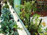 City Gardening