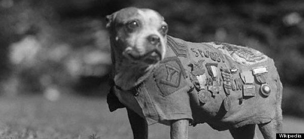 C4 On The Go >> Memorial Day: Animals Among War Heroes Celebrated (PICTURES) C4 On The Go >> Memorial Day: Animals Among War Heroes Celebrated (PICTURES)