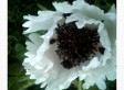 Drab Garden? Look No Further Than This Plant