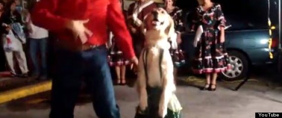Dancing Animals