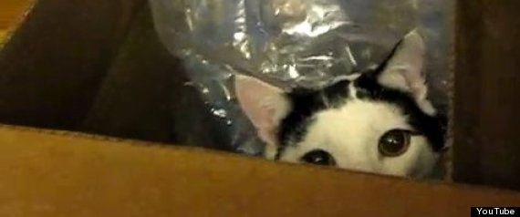 Cat Sneak Attack