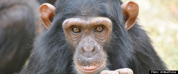 Chimp Personalities