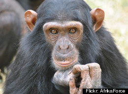 Apes Have People-Like Personalities? What Scientists Now Say