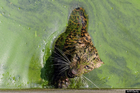 leopard water
