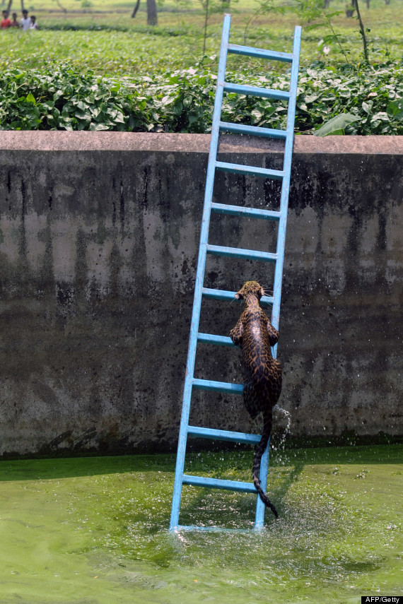 leopard ladder