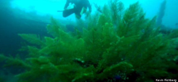 PHOTOS: Learn To Scuba Dive In Bali