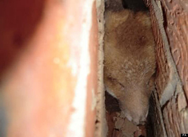 trapped fox