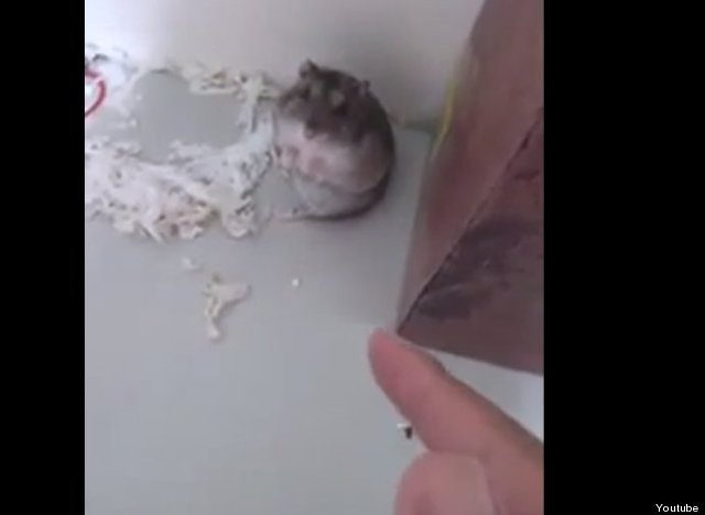 hamster