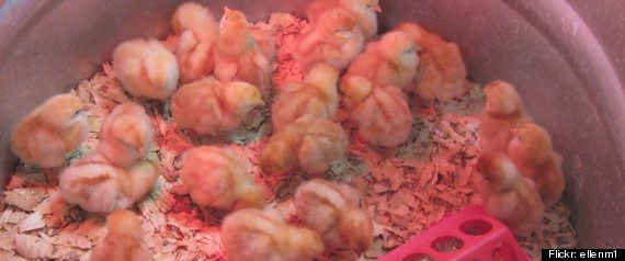 Easter Chicks Salmonella