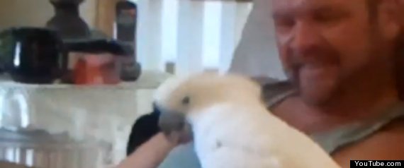 Cockatoo Acdc