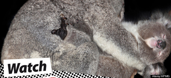 Weird World Of Animal Sex