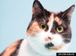 WHEN CATS GO BAD: Take Our Kitties And Crime Quiz!