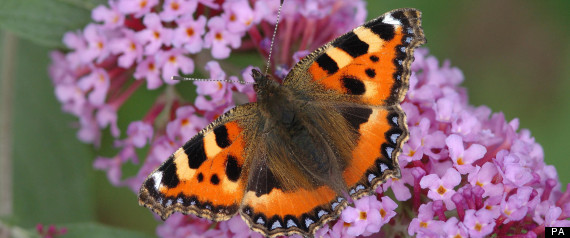 British Butterflies Dropped By A Fifth Across Countryside