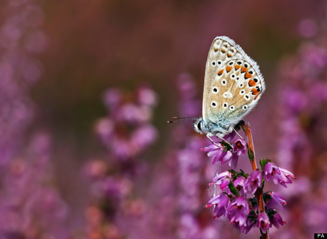 butterfly