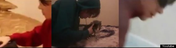 luke magnotta python cat