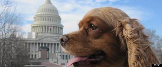 COCKER SPANIEL