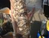 OILSANDS DEFORMED FISH ATHABASCA