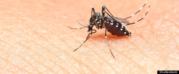 Insectos Del Verano