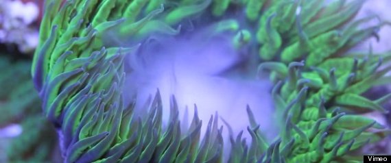 Spawning Sea Anemome Coral Morphologic