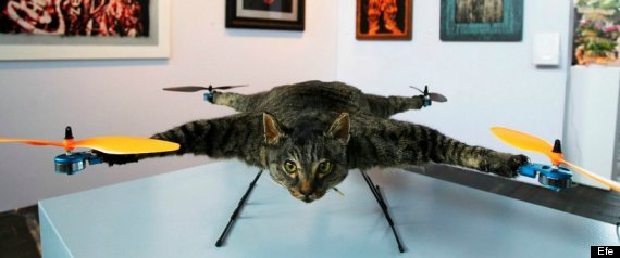 Gato Helicoptero