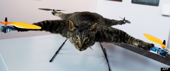 Chat Helicoptere