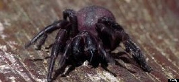 ARACHNOPHOBIA: Swarms Of Venomous Spiders Invade Indian Town, Kill 2