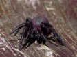 ARACHNOPHOBIA: Swarms Of Venomous Spiders Invade Indian Town, Kill 2
