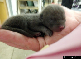 Arctic Fox Puppies Born At Como Zoo In Minnesota (PHOTOS)