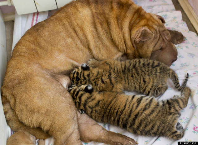 perra cachorros tigre