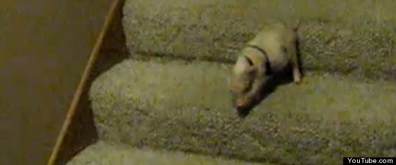 Piglet Stairs